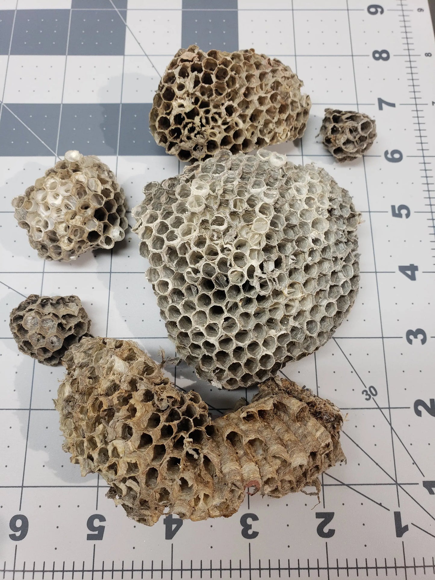 Wasp Nests, Natural Wasp Paper NAT-0001 Shop Wholesale Crystals