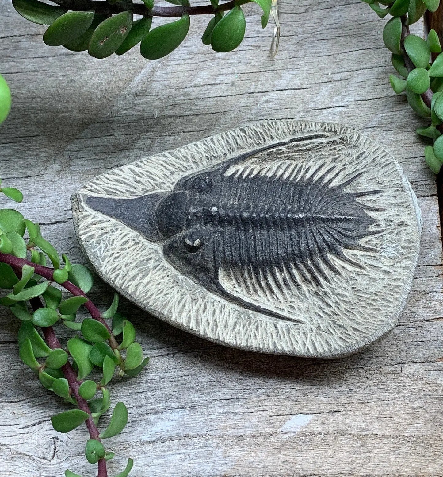 Trilobite Fossil FRE-0085 Shop Wholesale Crystals