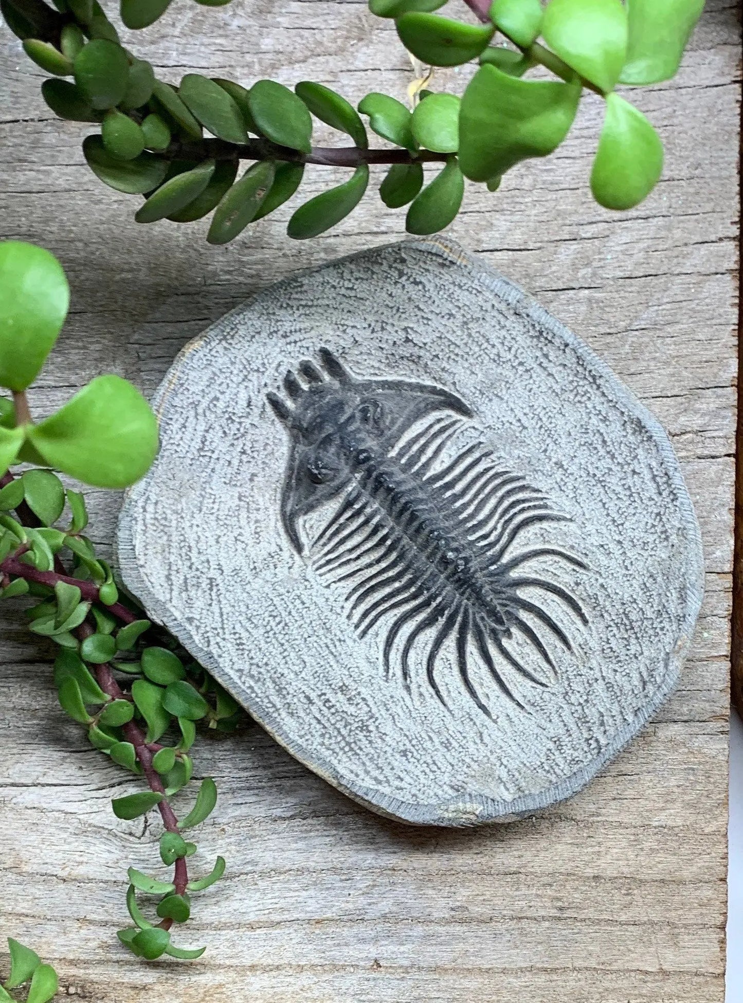 Trilobite Fossil FRE-0084 Shop Wholesale Crystals