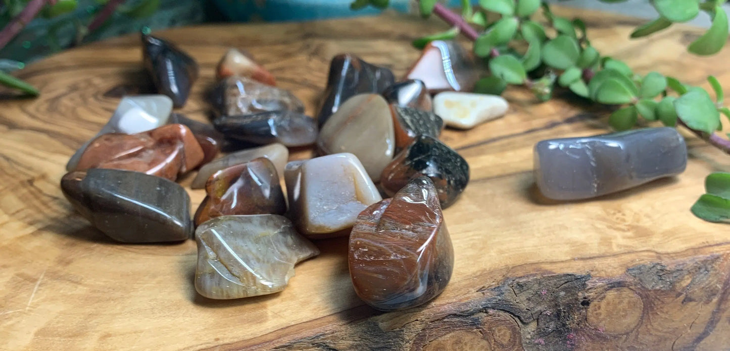Petrified Wood Tumbled Stone (Approx. 3/4" - 1") BIN-1382 Shop Wholesale Crystals
