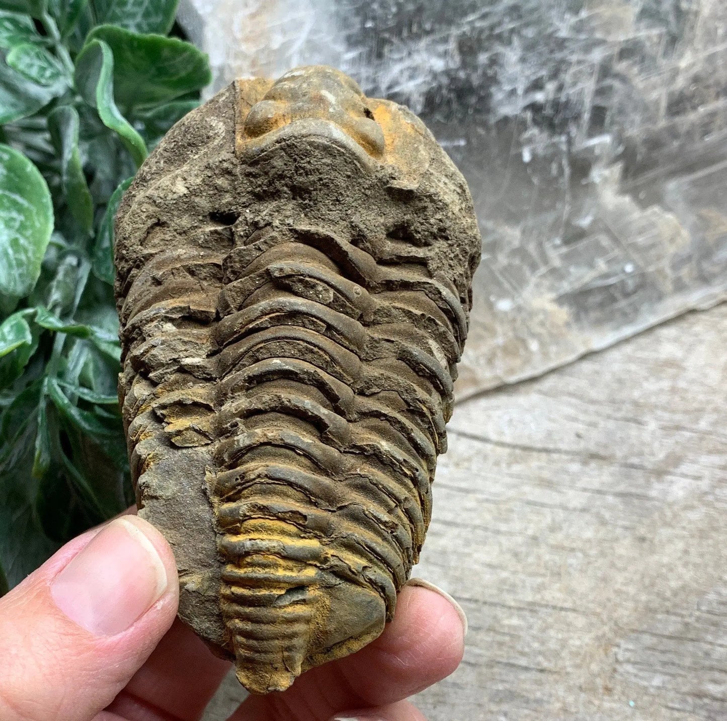 Trilobite Fossil FRE-0393 Shop Wholesale Crystals