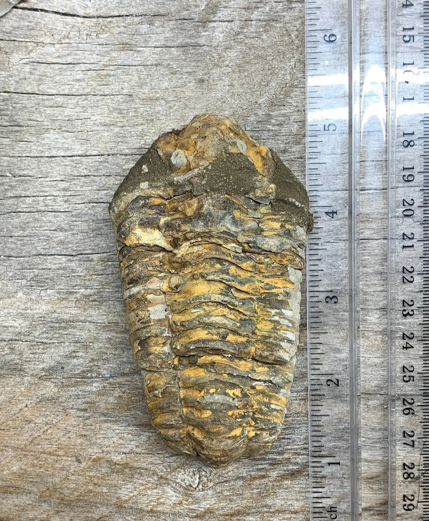 Trilobite Fossil FRE-0383 Shop Wholesale Crystals