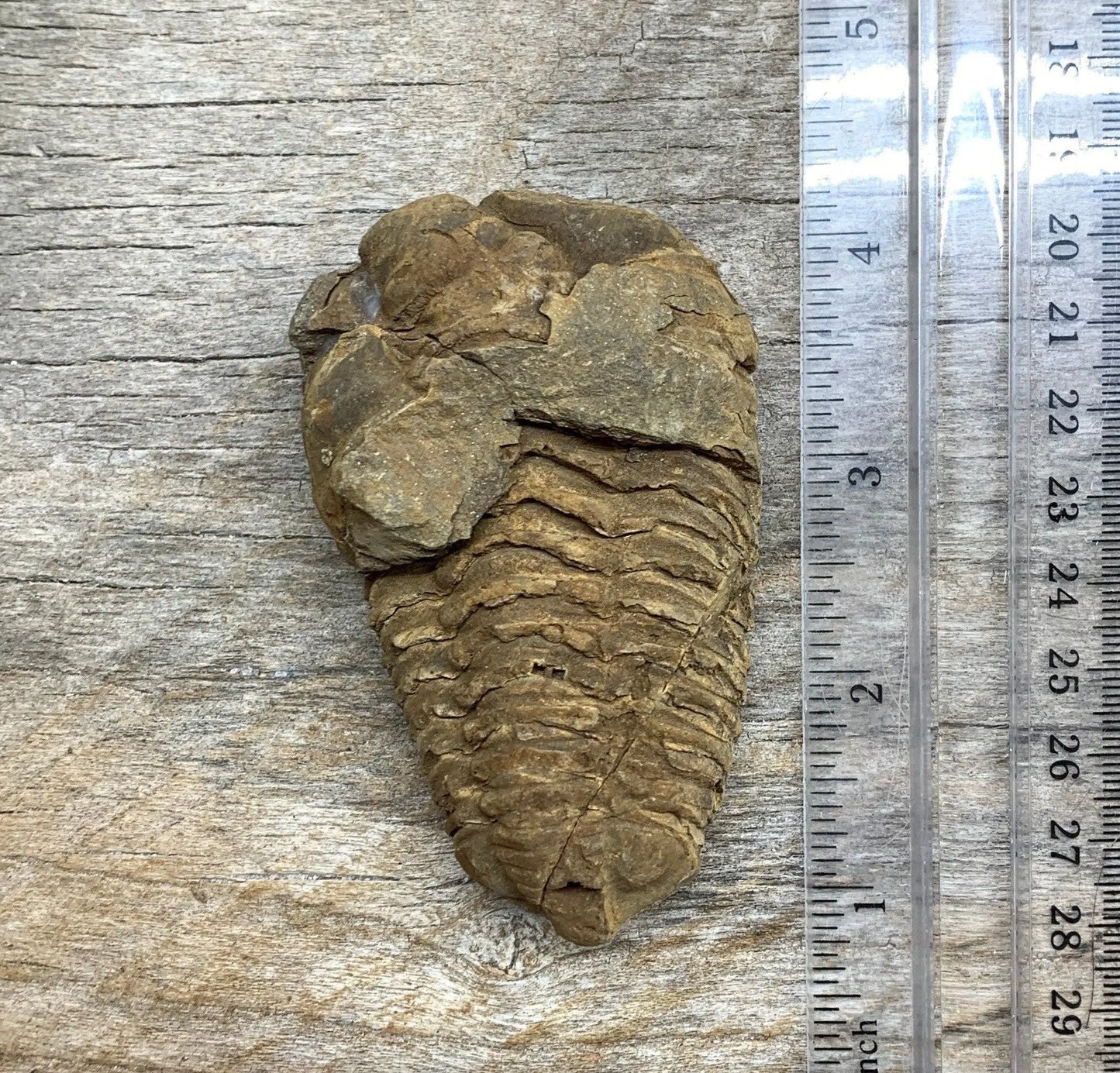 Trilobite Fossil FRE-0384 Shop Wholesale Crystals