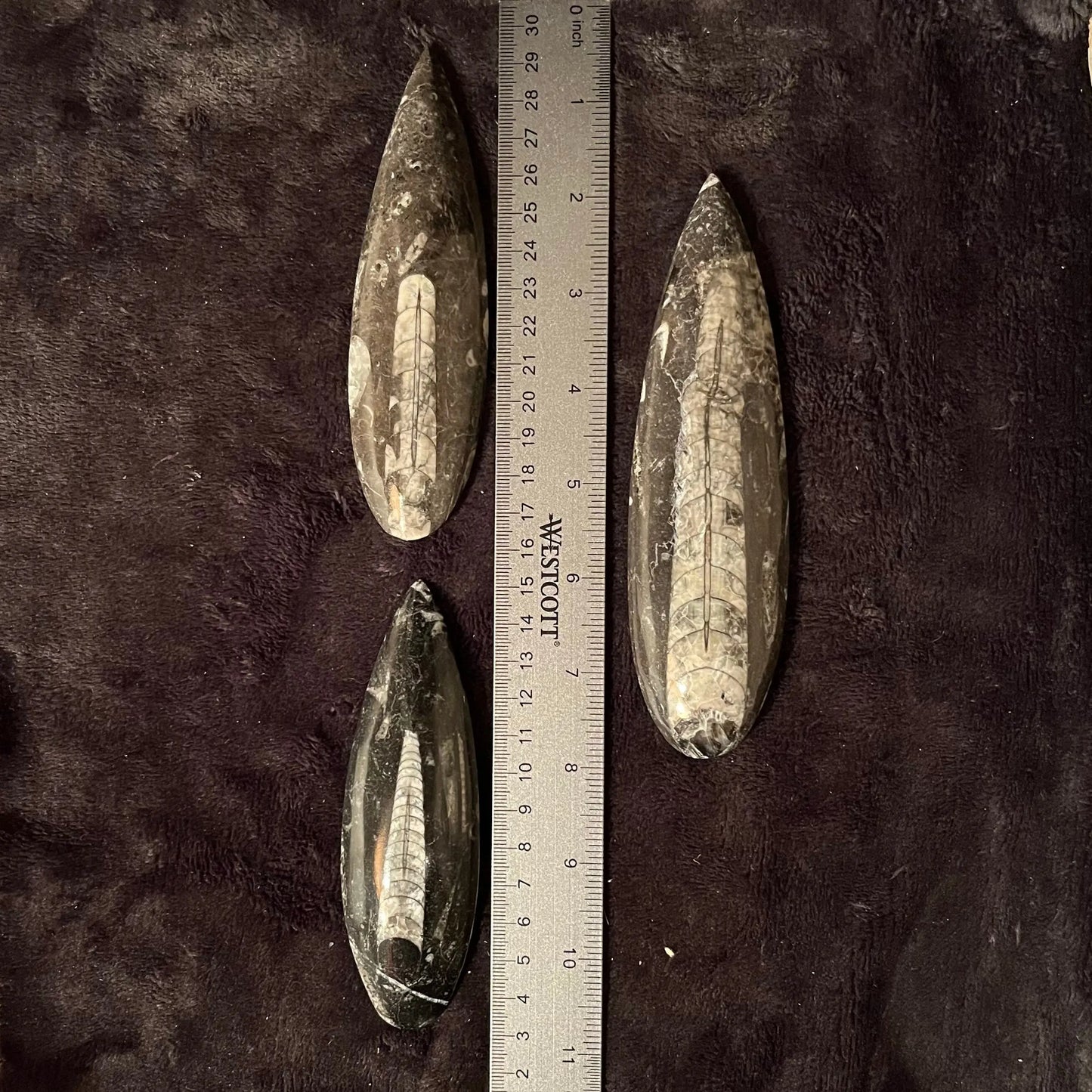 Orthoceras Fossil (Approx. 4 1/2” -6”) 1632 Shop Wholesale Crystals