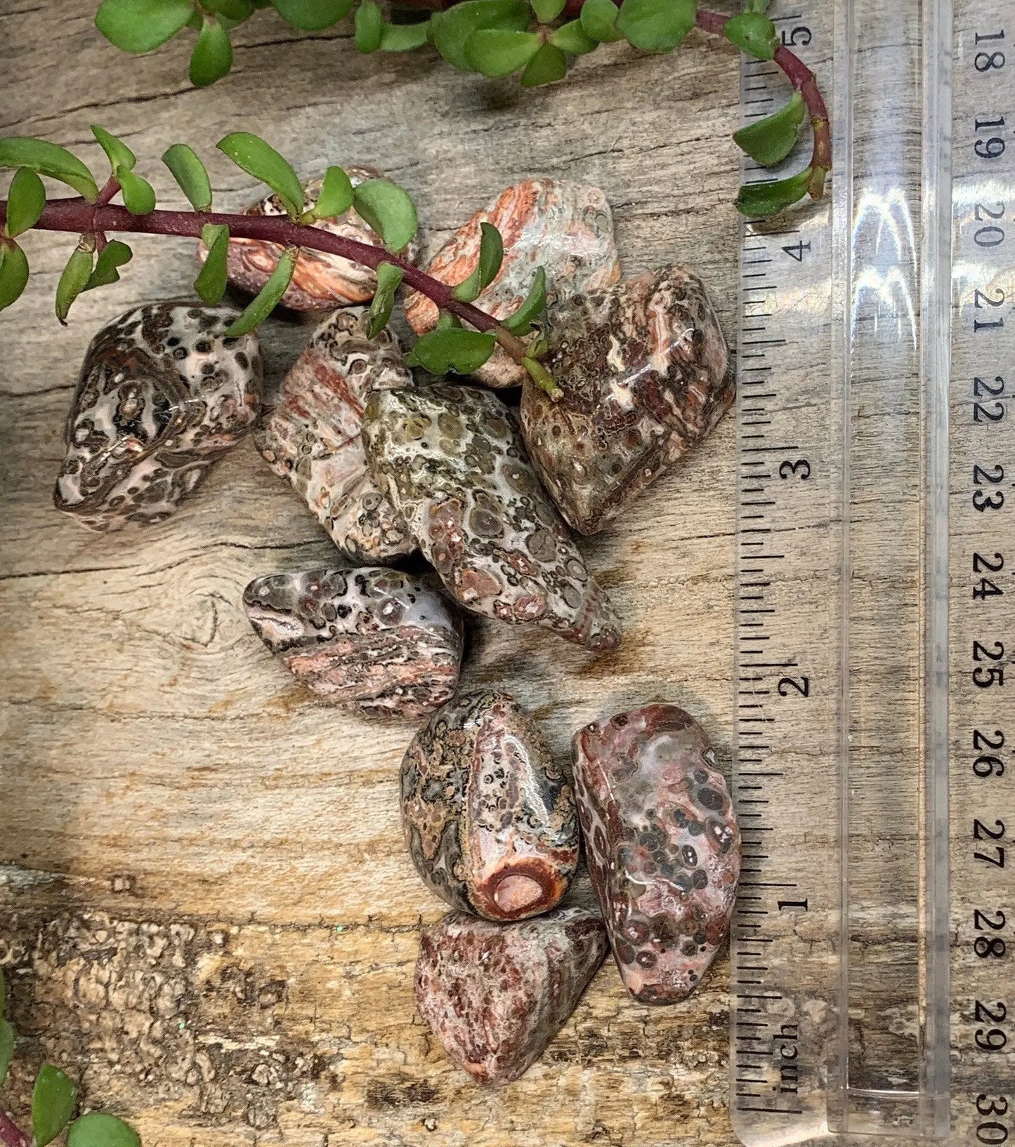 Leopard Skin Jasper Tumbled Stone (Approx 1" - 1 1/2") 0637 Shop Wholesale Crystals