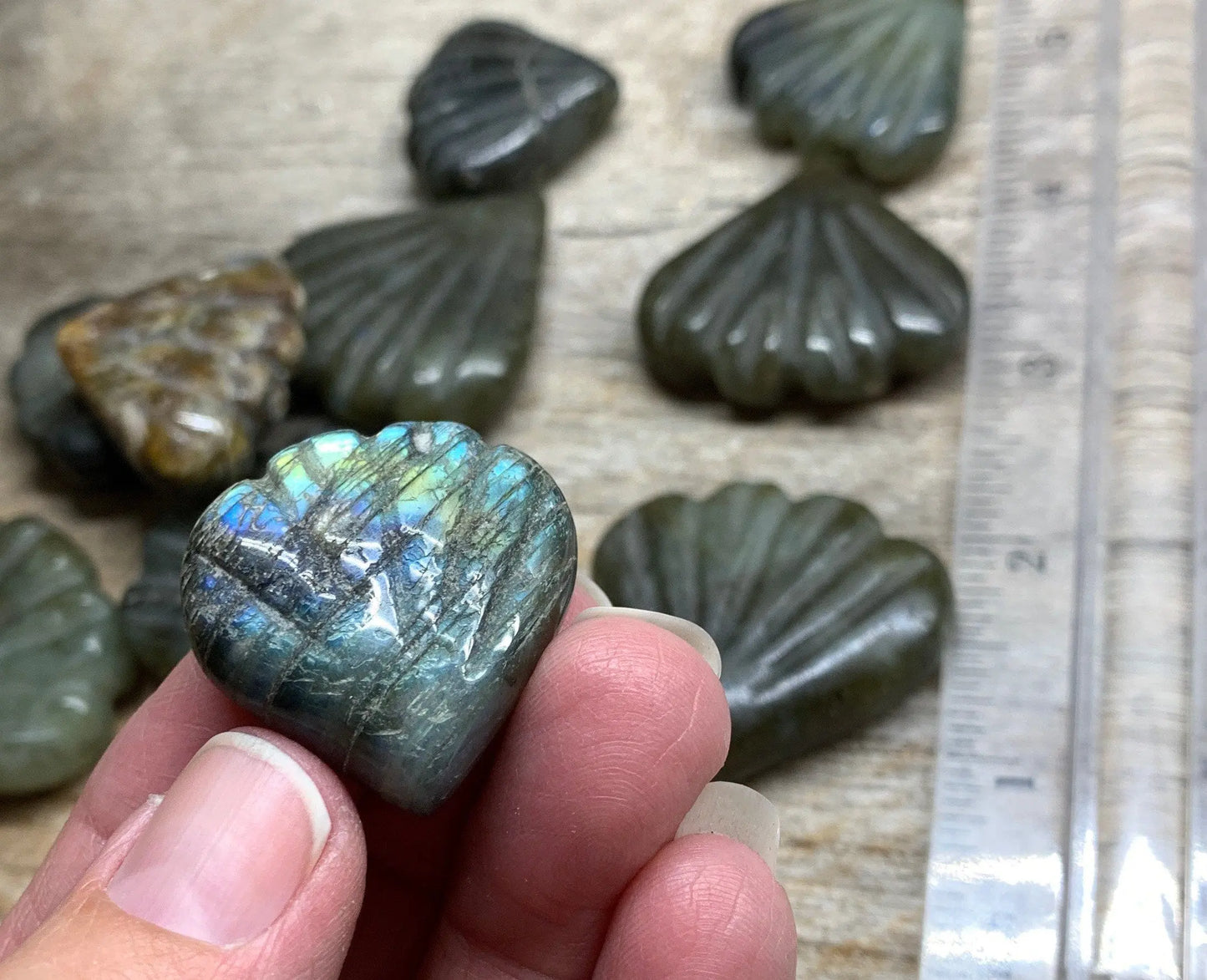 Labradorite Sea Shell Fan, Beautiful Flash, Gift Item 1 to 1”-1/2” 0962 Shop Wholesale Crystals