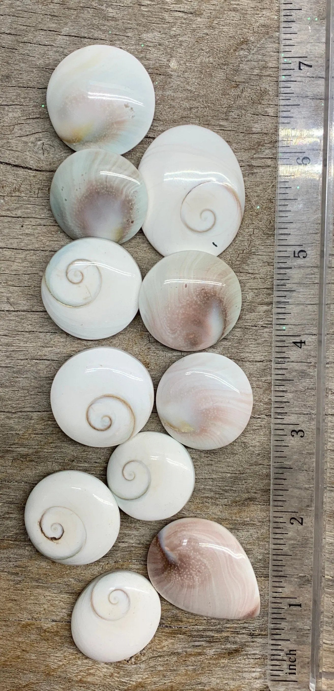 Saint Lucia Shell 1”- 1 1/4” Polished BIN-1334 Shop Wholesale Crystals
