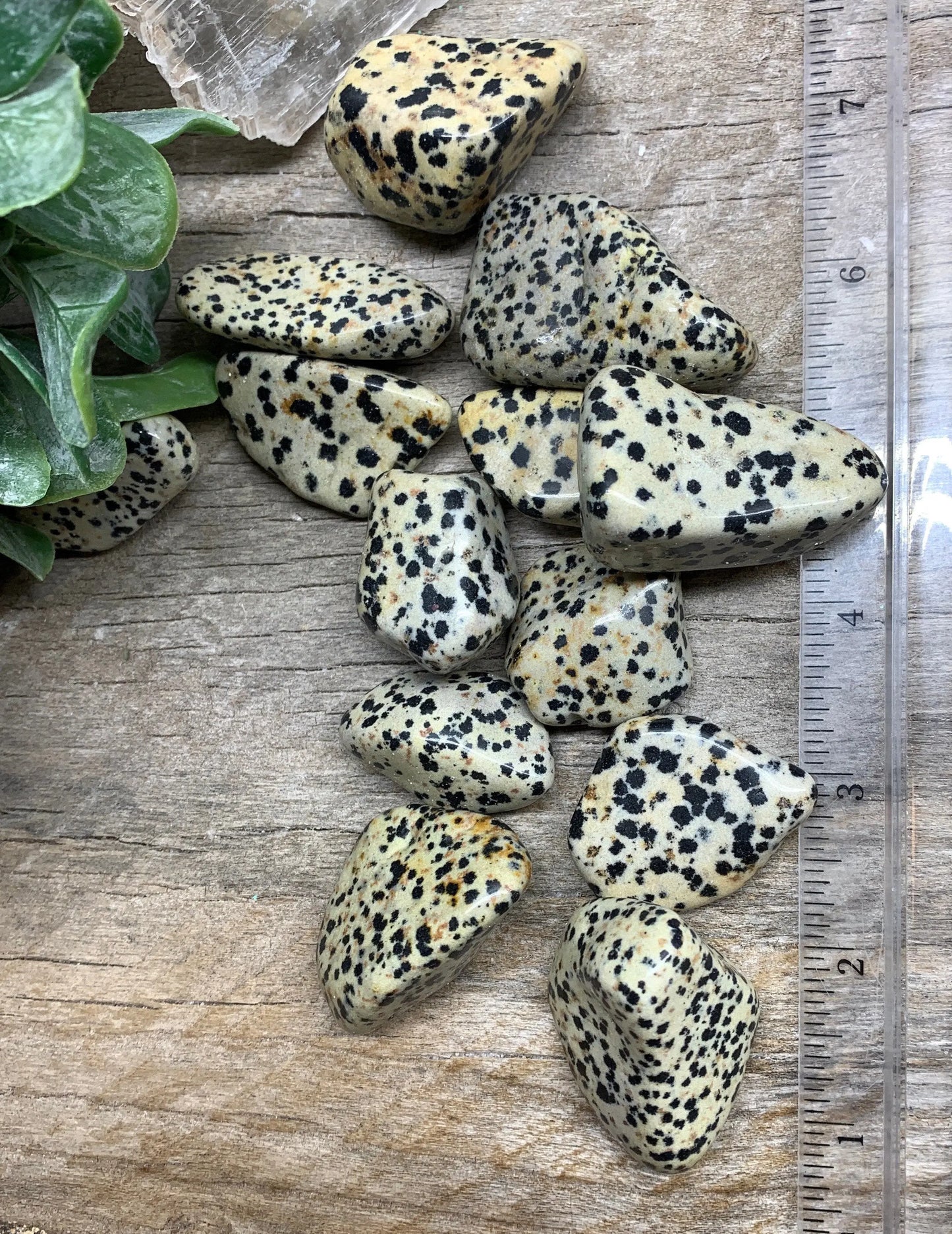 Dalmatian Jasper, Tumbled Stone. (Approx 1”- 1 3/4”) BIN-1388 Shop Wholesale Crystals