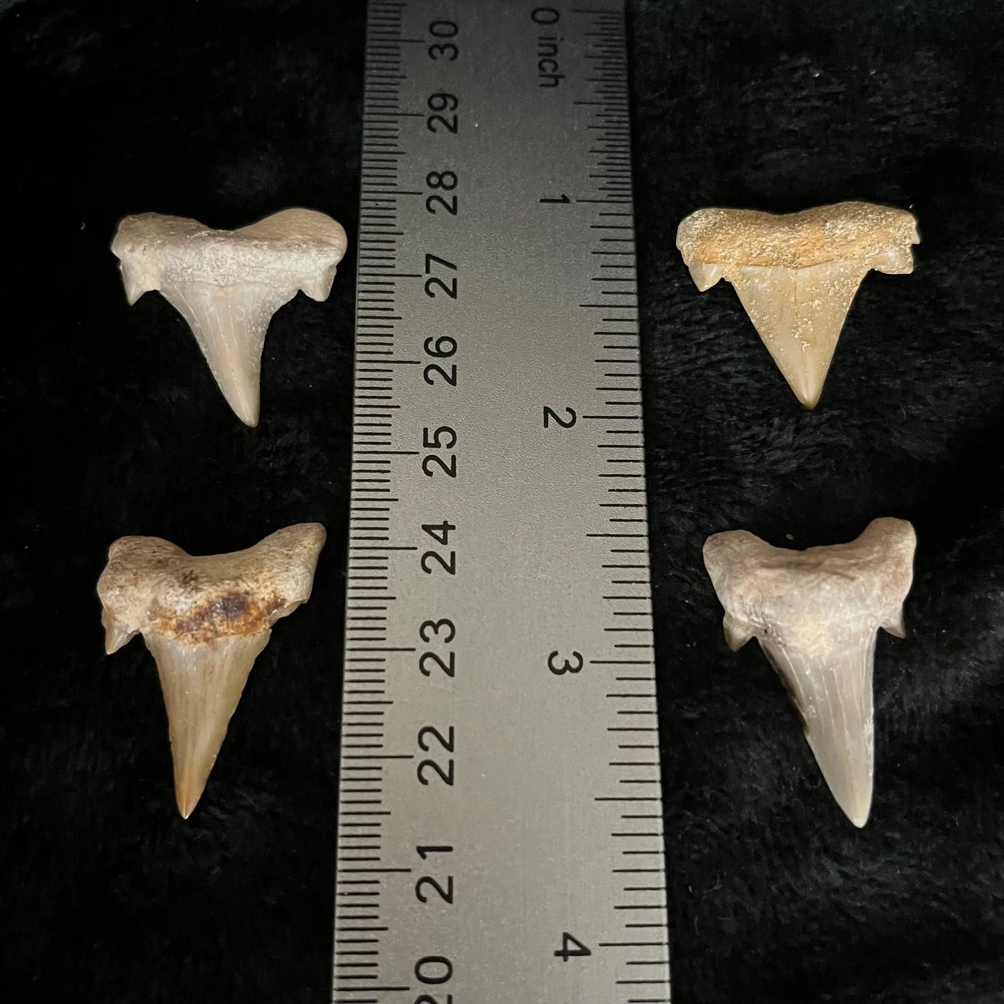 Shark Tooth Fossil ((Approx. 3/4”-1 1/4”) 1315 Shop Wholesale Crystals