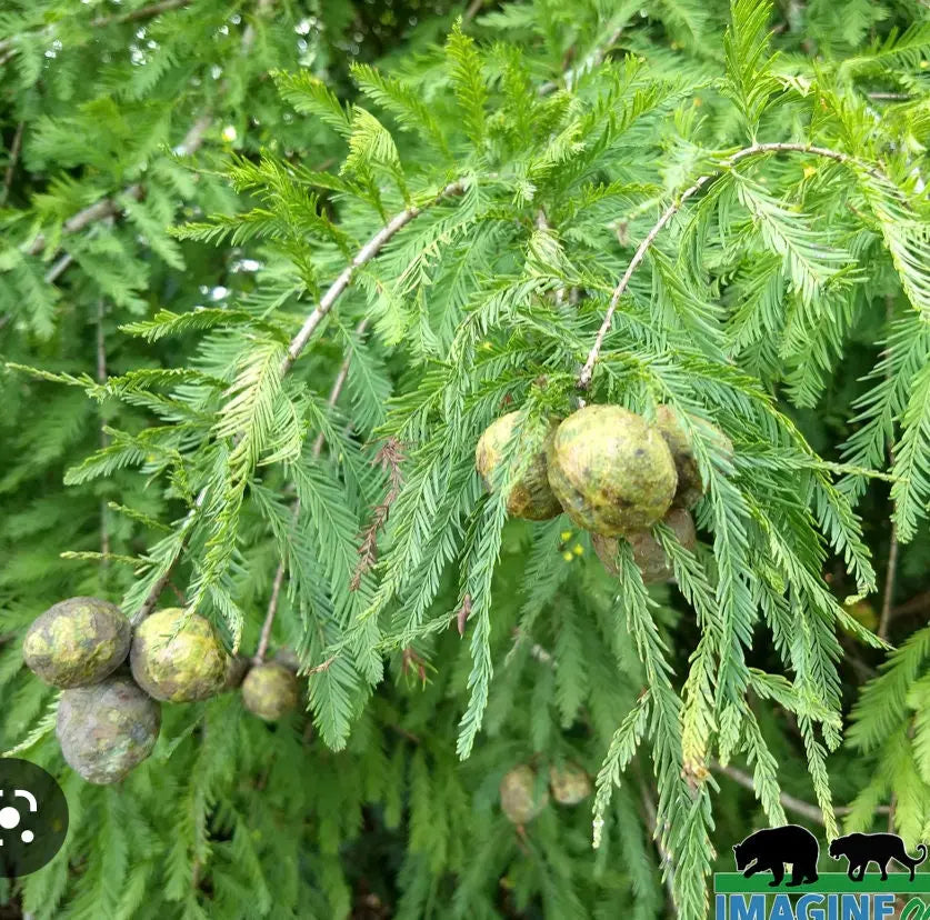 Cypress Essential Oil 5 ml 1621 Shop Wholesale Crystals