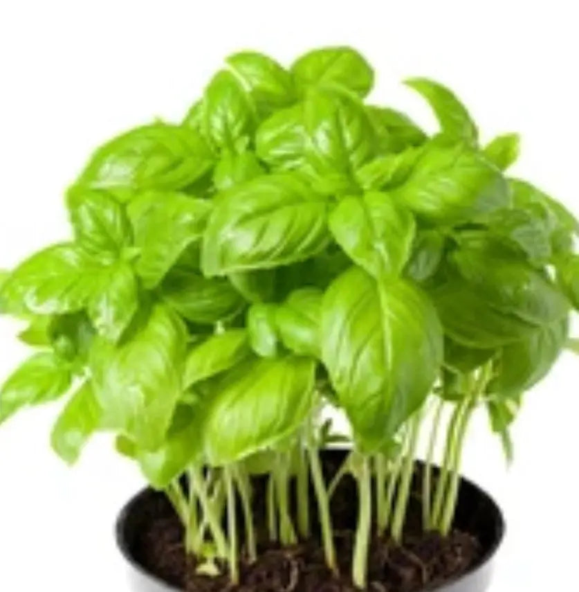 Sweet Basil Essential Oil 5 ml 1613 Shop Wholesale Crystals