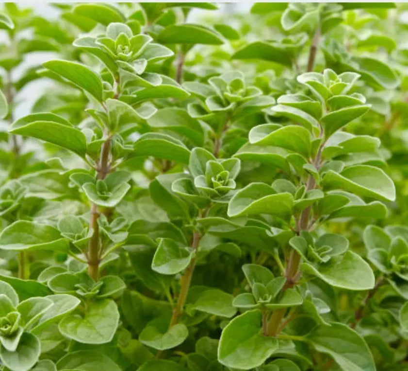 Marjoram Essential Oil 5 ml 1612 Shop Wholesale Crystals