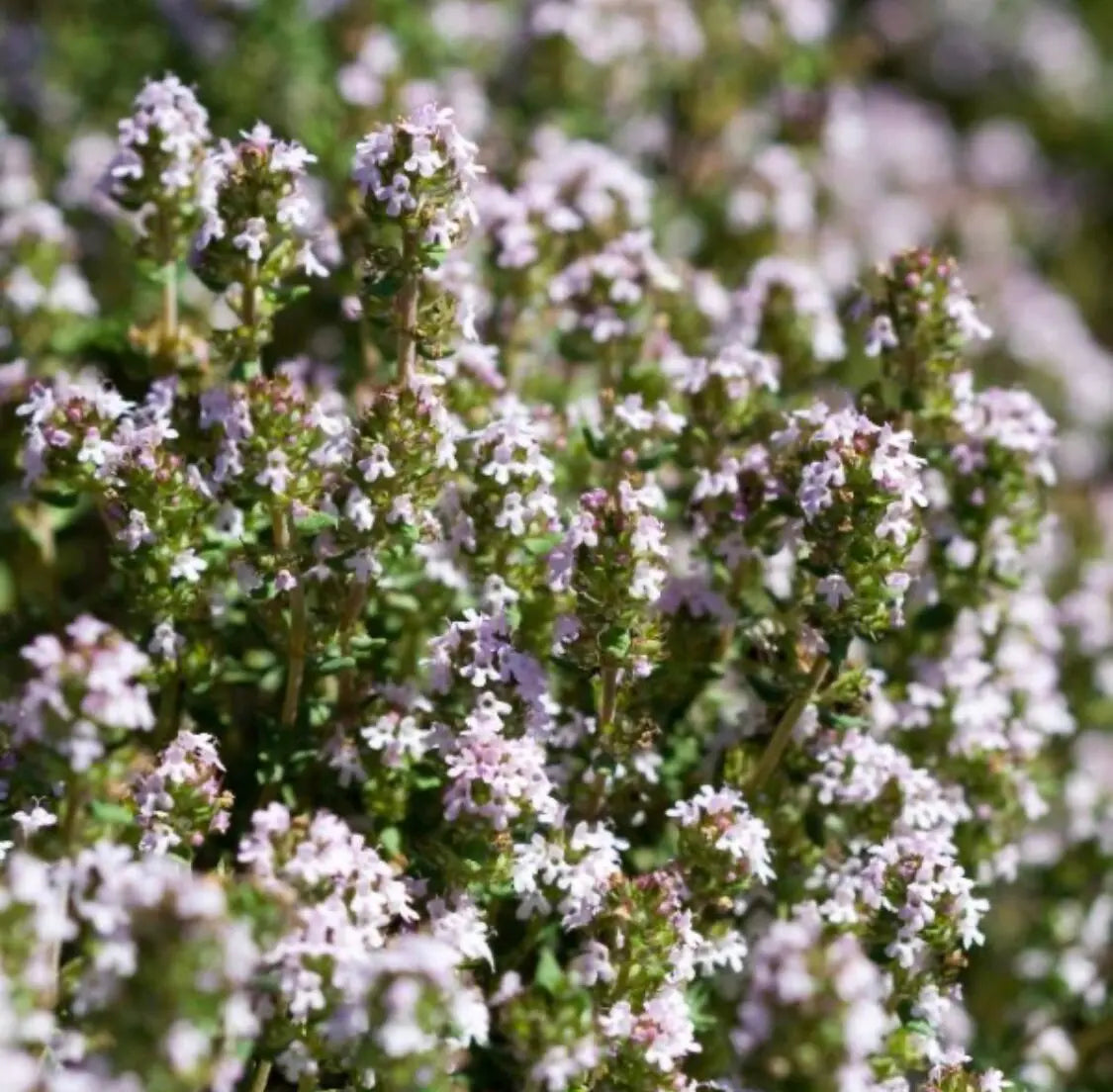 Thyme Linalool Essential Oil 5 ml 1616 Shop Wholesale Crystals