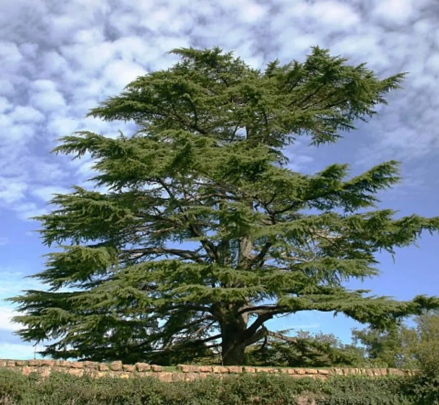 Cedar Wood Essential Oil 10 ml 1619 Shop Wholesale Crystals