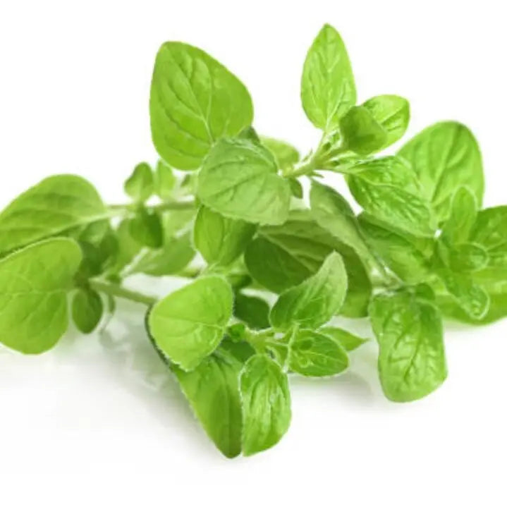 Oregano Essential Oil 15 ml 1615 Shop Wholesale Crystals