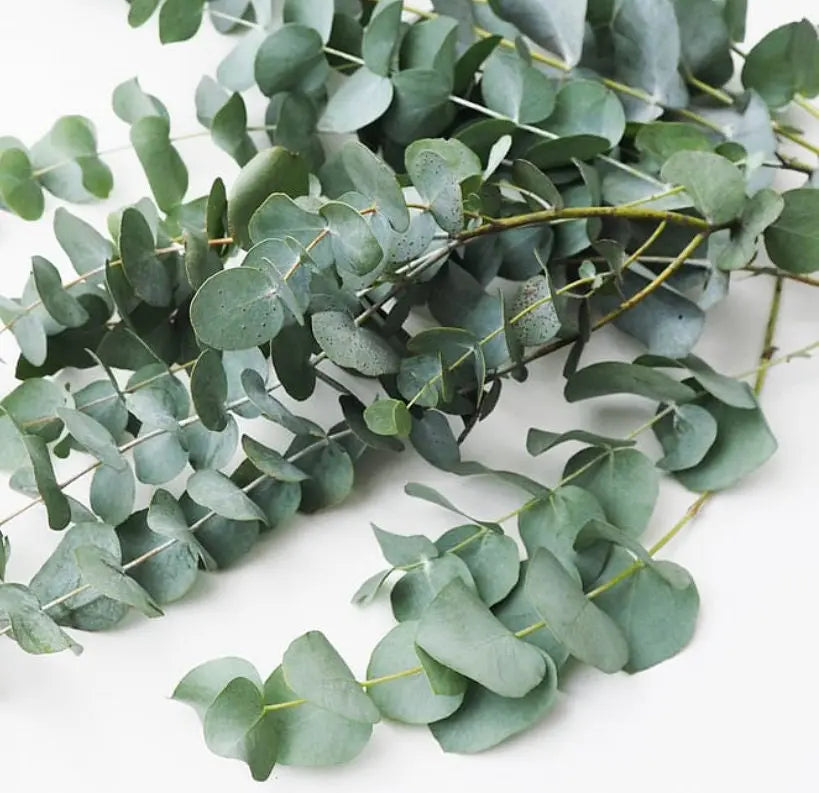 Eucalyptus Essential Oil 15 ml 1625 Shop Wholesale Crystals