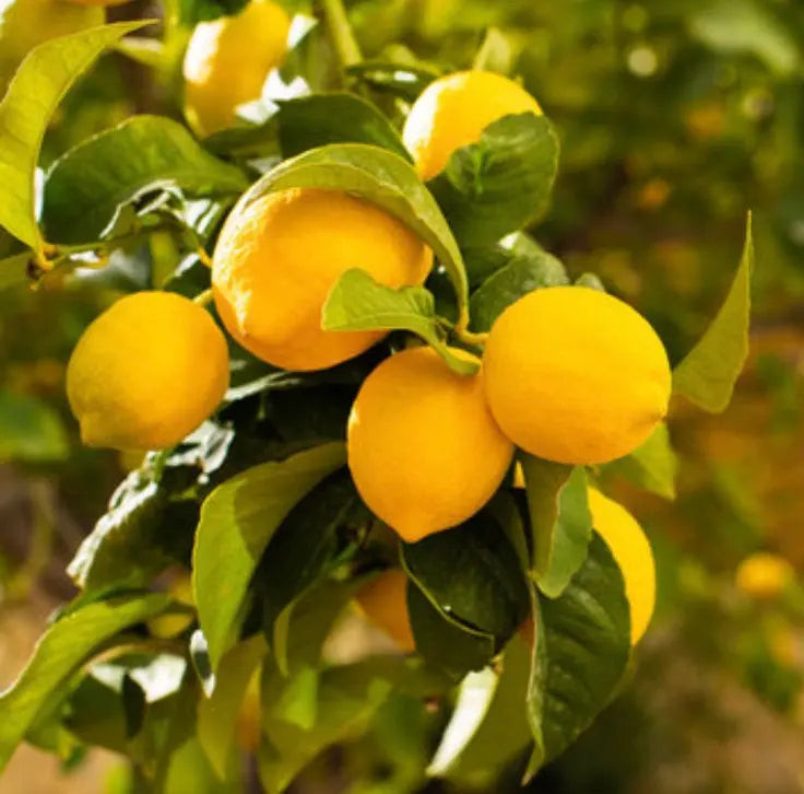 Lemon Essential Oil 15 ml 1622 Shop Wholesale Crystals