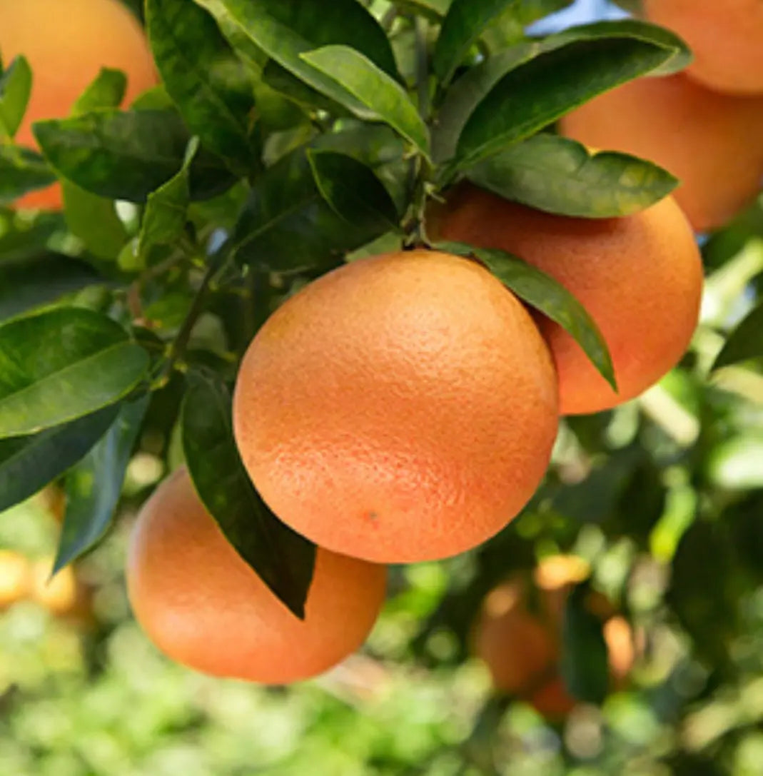 Grapefruit Essential Oil 15 ml 1629 Shop Wholesale Crystals