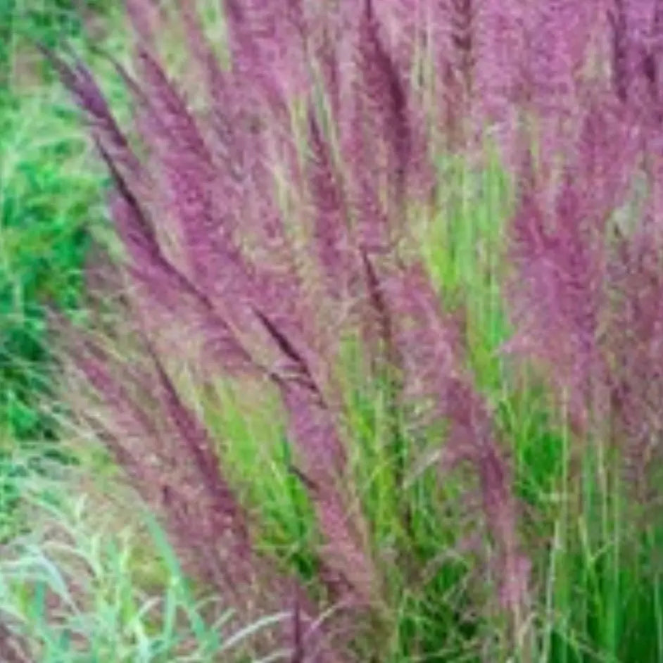 Palmarosa Essential Oil 10 ml 1628 Shop Wholesale Crystals