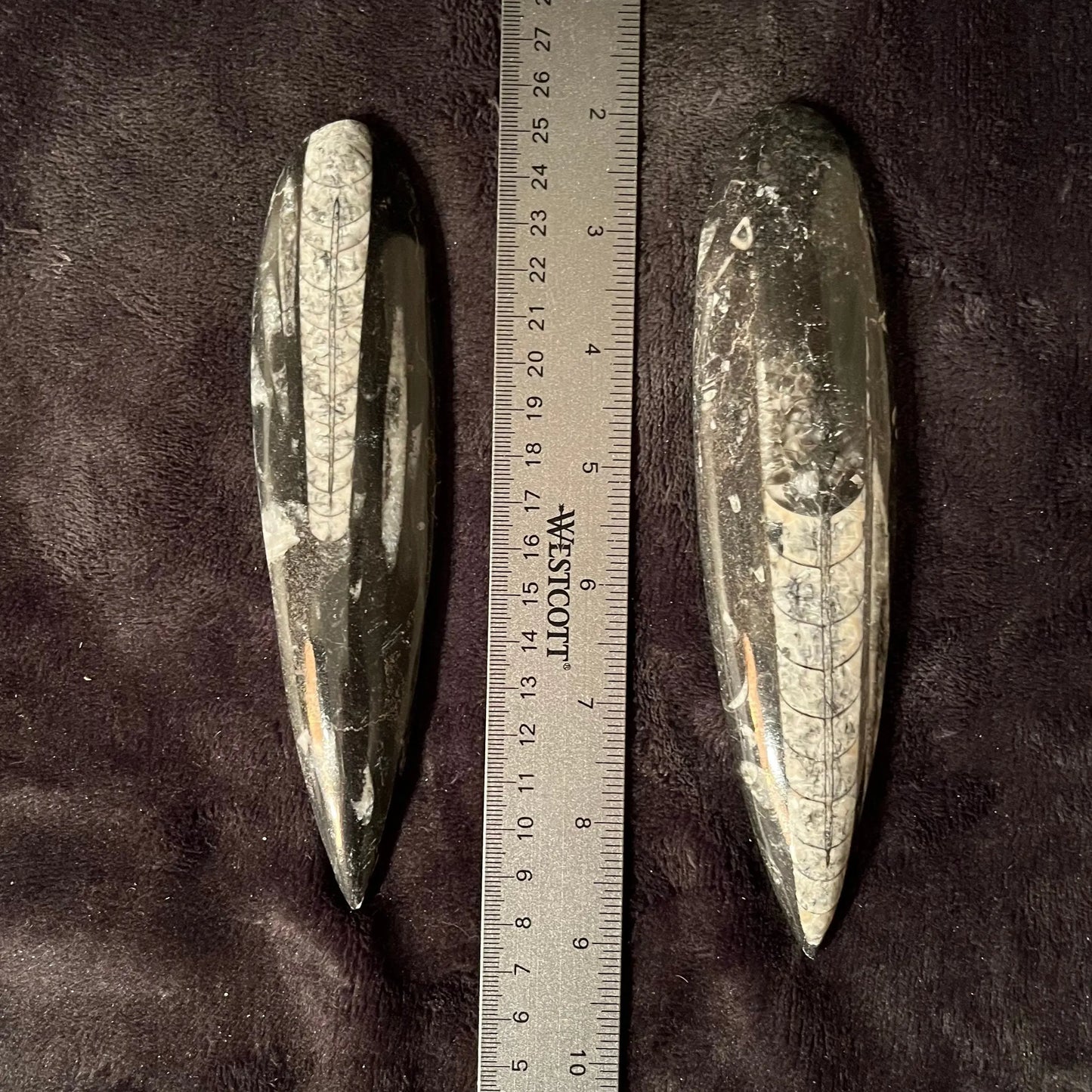 Orthoceras Fossil (Approx. 6 1/2” - 7 1/2”) 1633 Shop Wholesale Crystals