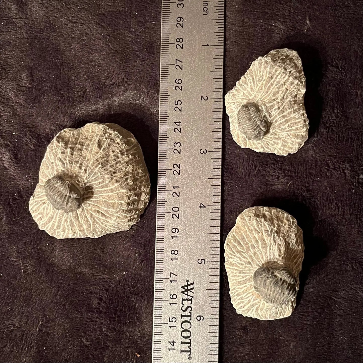 Trilobite Fossils (Approx. 1 1/2” - 2 1/2”) 1630 Shop Wholesale Crystals