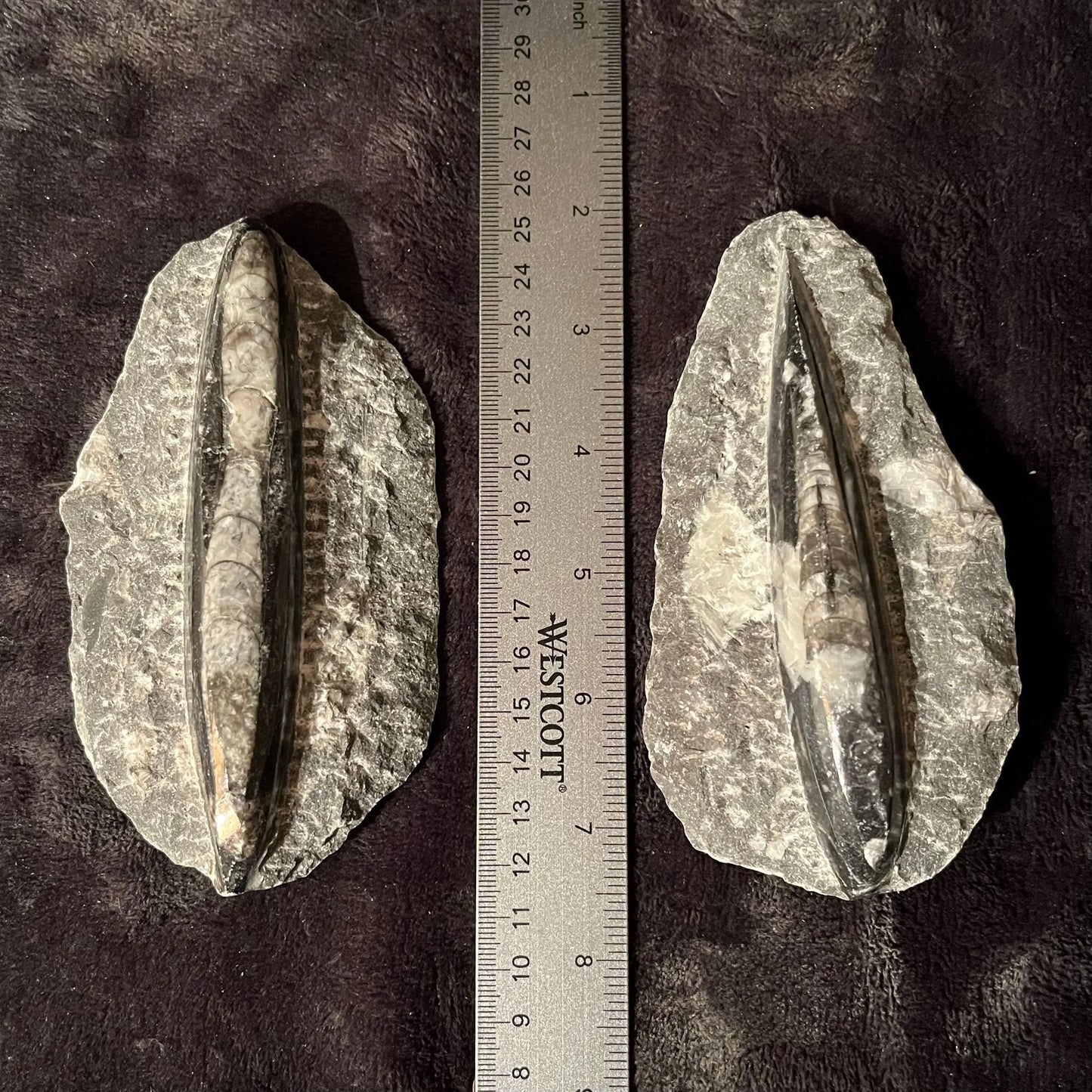 Orthoceras Fossil (Approx. 5” -6”) 1635 Shop Wholesale Crystals
