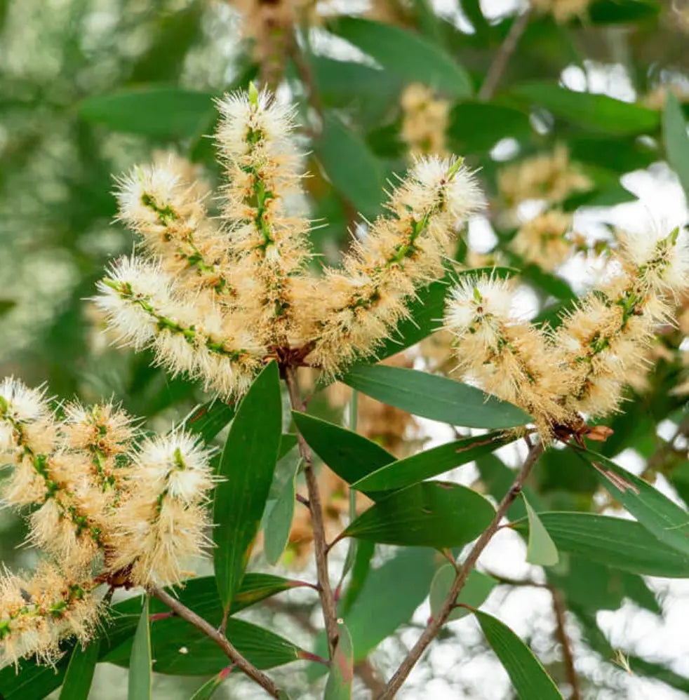 Niaouli Essential Oil 10 ml 0299 Shop Wholesale Crystals