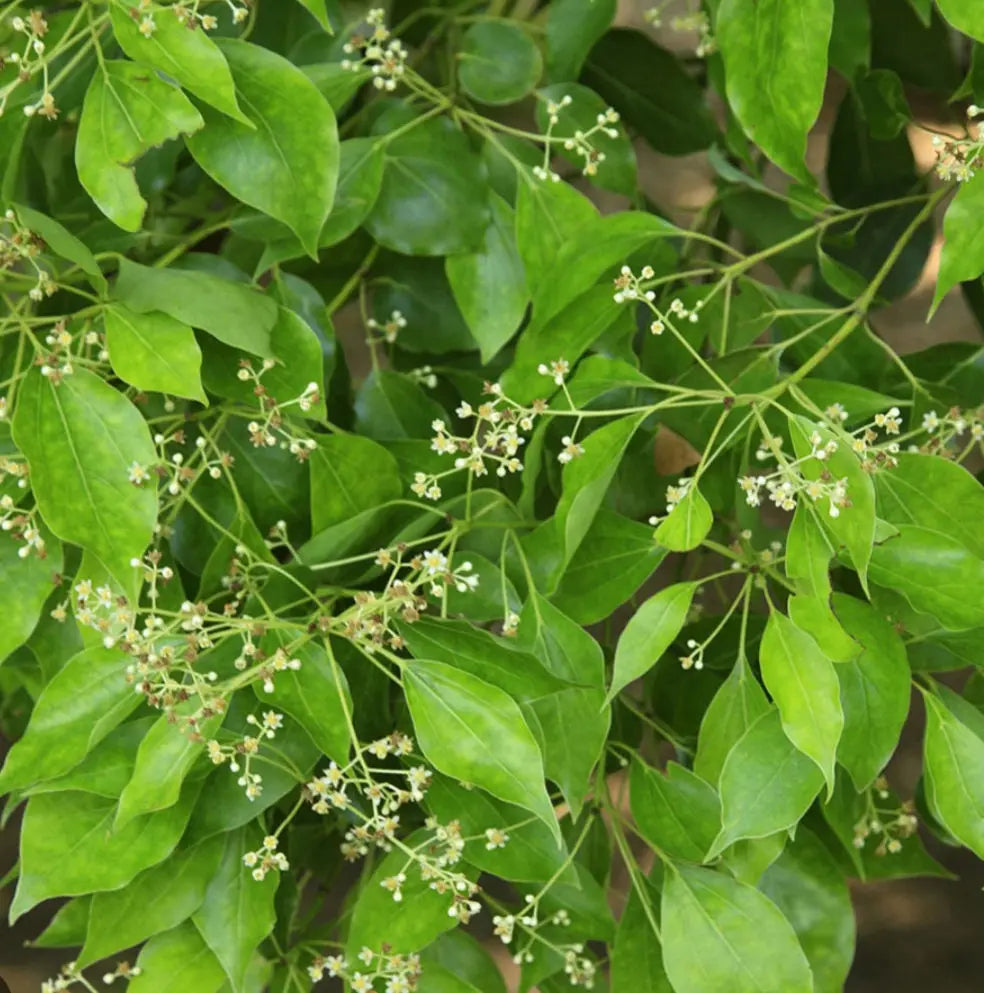 Ravintsara Essential Oil 5 ml 0138 Shop Wholesale Crystals