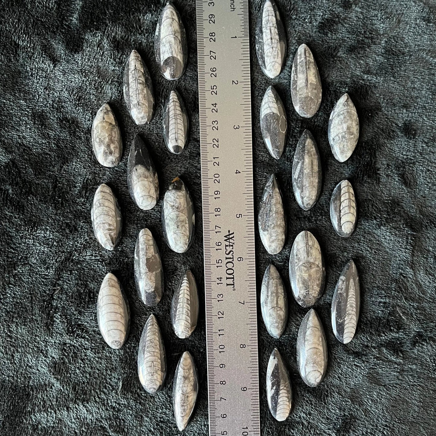 Orthoceras Fossil Polished (Approx. 1 1/4” - 1 5/8”) 1658 Shop Wholesale Crystals