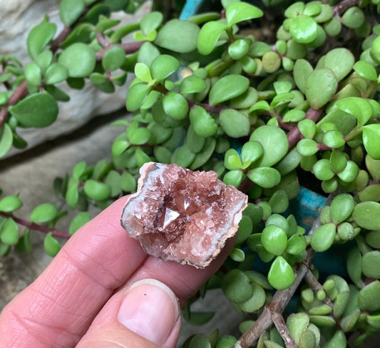 Pink Amethyst Choique Mine ( Approx. 1”)   Pehuenches - Neuquén Argentina, Heart Healing, Gift Item CRY-0310 Shop Wholesale Crystals