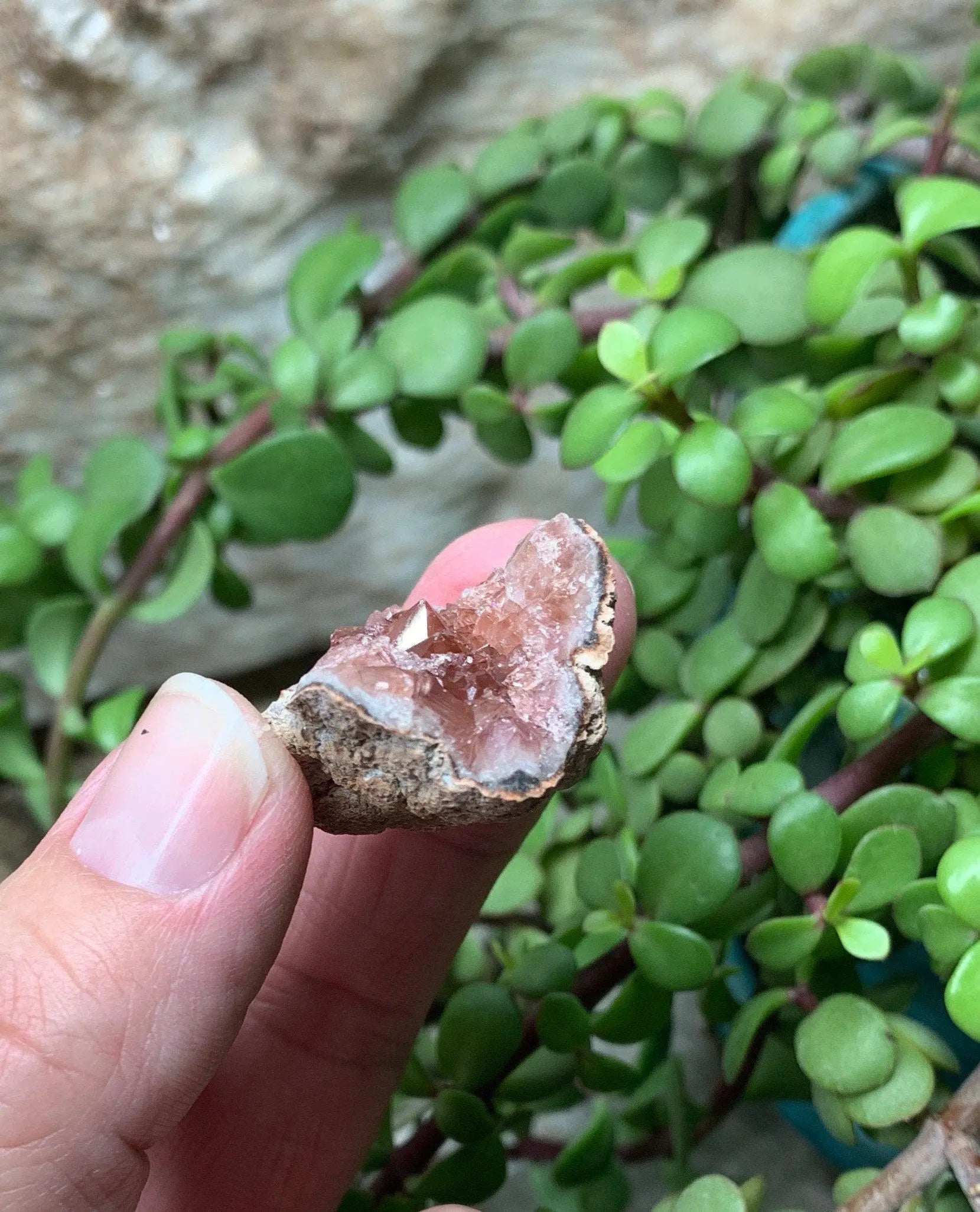 Pink Amethyst Choique Mine ( Approx. 1”)   Pehuenches - Neuquén Argentina, Heart Healing, Gift Item CRY-0310 Shop Wholesale Crystals