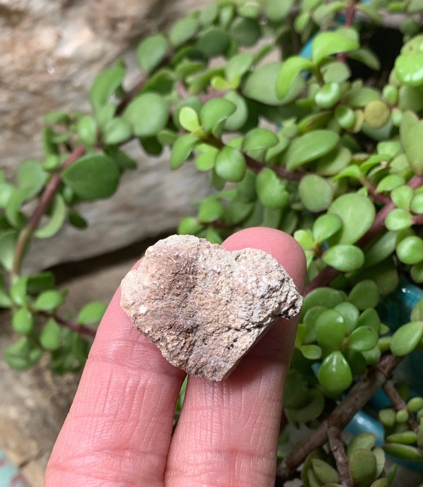 Pink Amethyst Choique Mine ( Approx. 1 1/2”)  Pehuenches - Neuquén Argentina, Heart Healing, Gift Item CRY-0308 Shop Wholesale Crystals