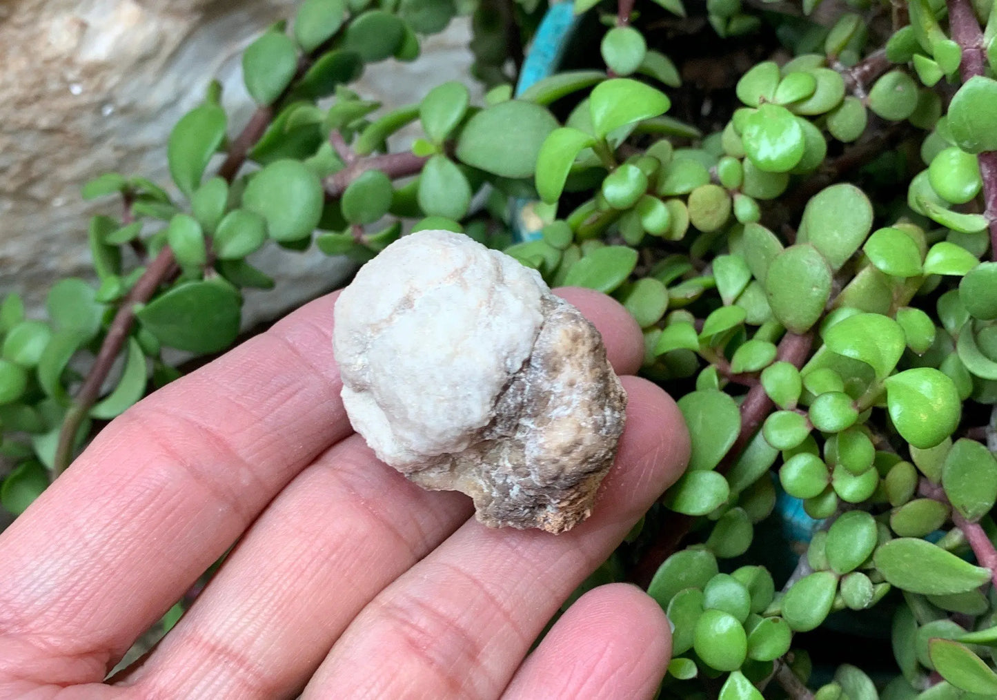 Pink Amethyst Choique Mine ( Approx. 1 3/4”)  Pehuenches - Neuquén Argentina, Heart Healing, Gift Item CRY-0279 Shop Wholesale Crystals