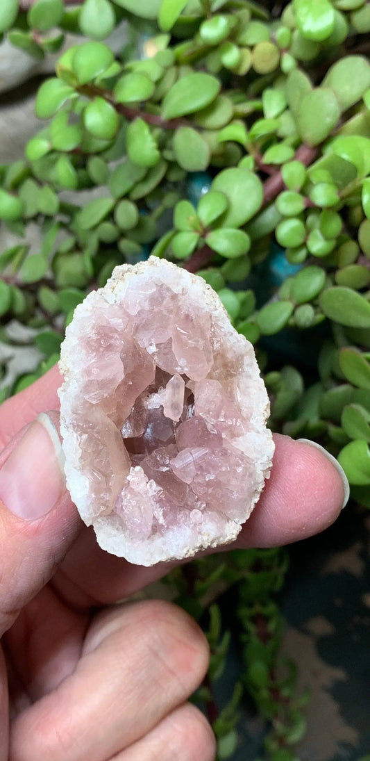 Pink Amethyst Choique Mine ( Approx. 2”)       Pehuenches - Neuquén Argentina, Heart Healing, Gift Item CRY-0275 Shop Wholesale Crystals