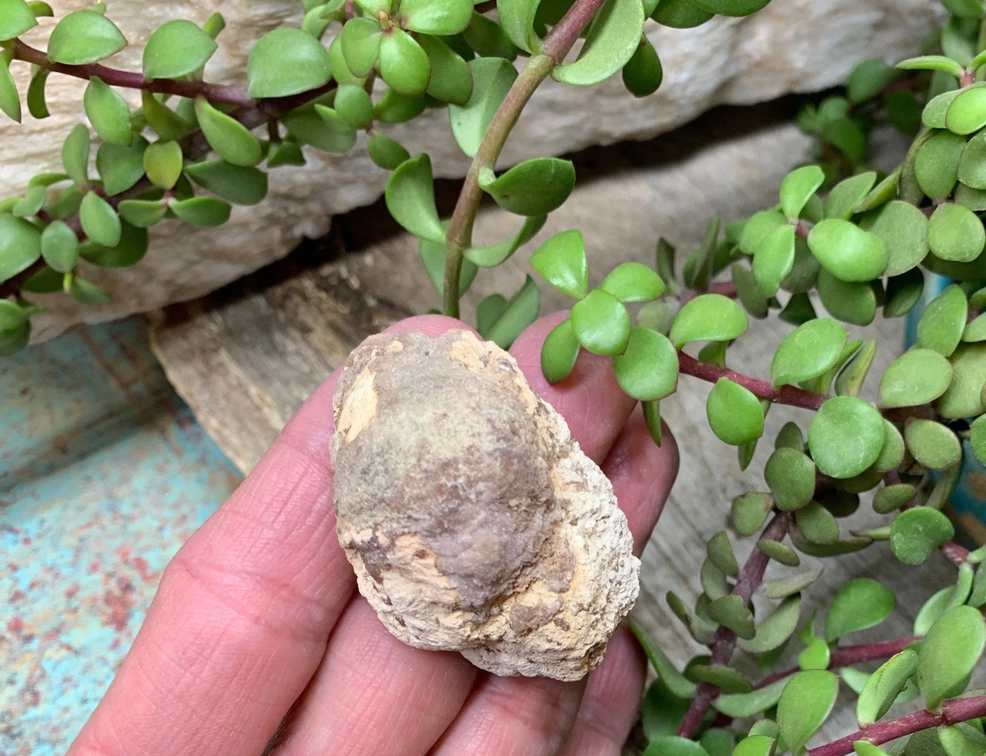Pink Amethyst Choique Mine ( Approx. 2”)       Pehuenches - Neuquén Argentina, Heart Healing, Gift Item CRY-0274 Shop Wholesale Crystals