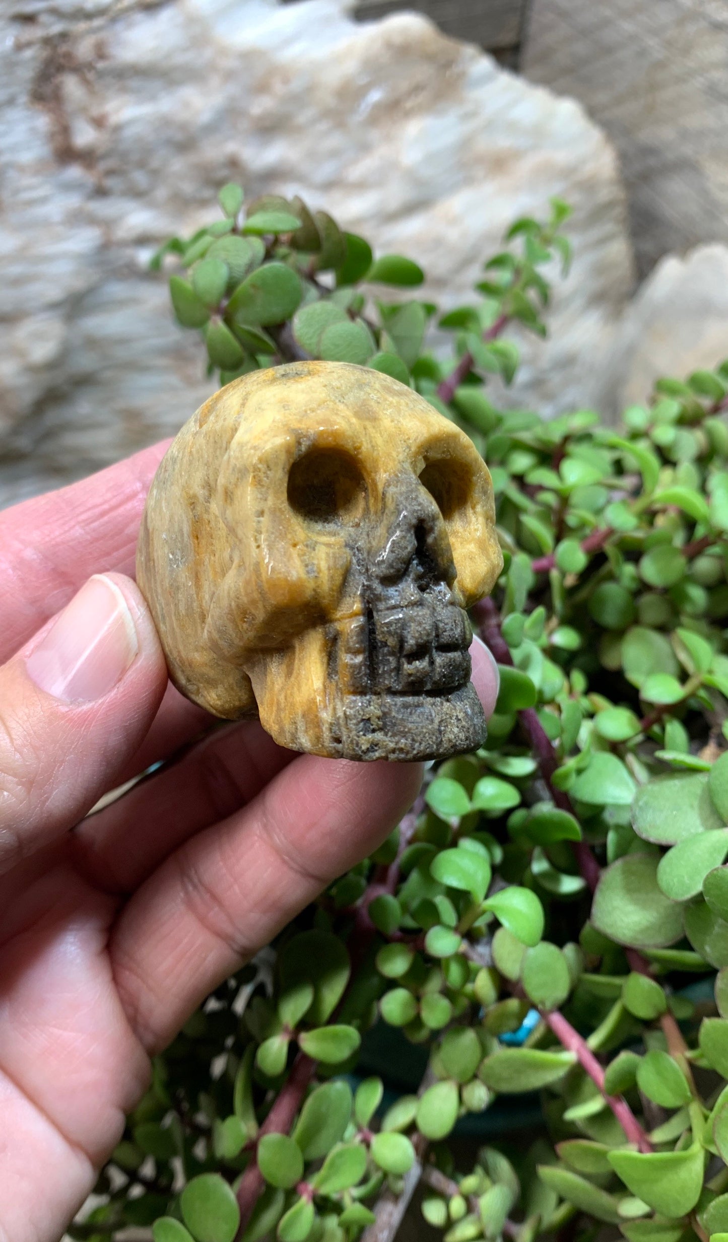 Carved Petrified Wood Skull (2" x 1 1/2 x 1 1/4"), Supply for Crystal Grid, Home Decor or Halloween, Gift Item FIG-0038