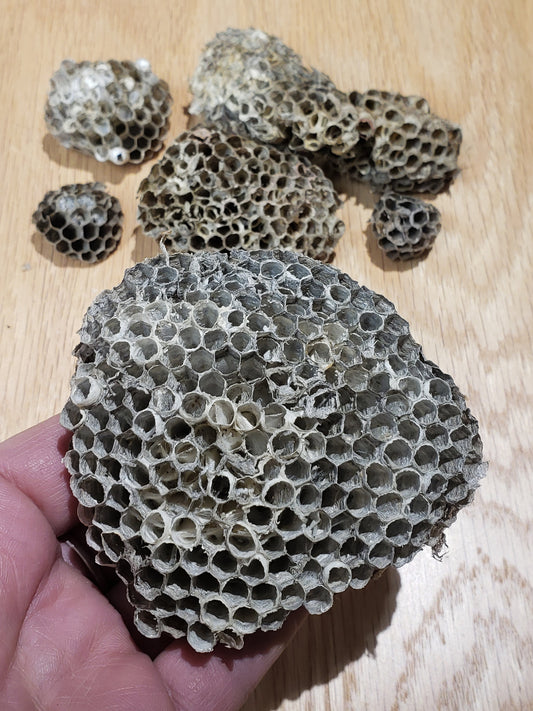 Wasp Nests, Natural Wasp Paper NAT-0001