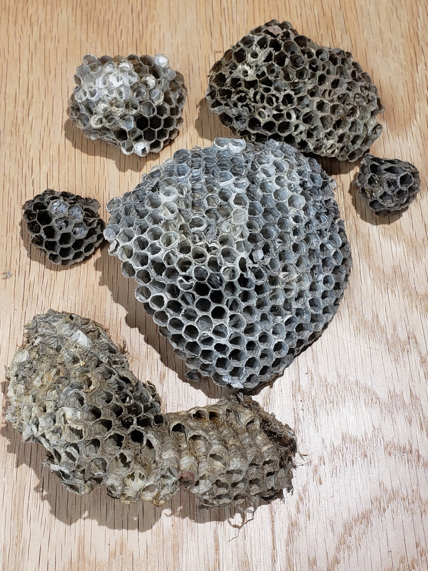 Wasp Nests, Natural Wasp Paper NAT-0001