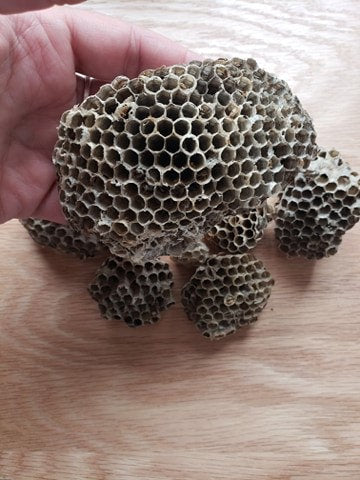 Wasp Nests, Natural Wasp Paper NAT-0003