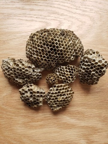 Wasp Nests, Natural Wasp Paper NAT-0003