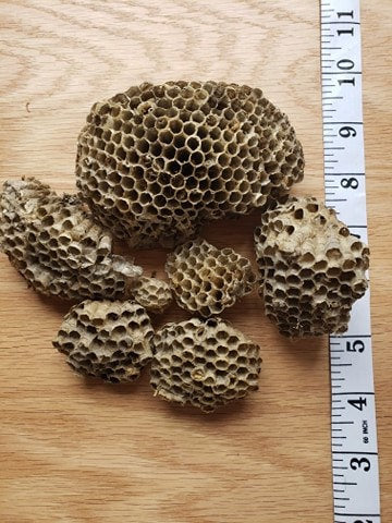 Wasp Nests, Natural Wasp Paper NAT-0003