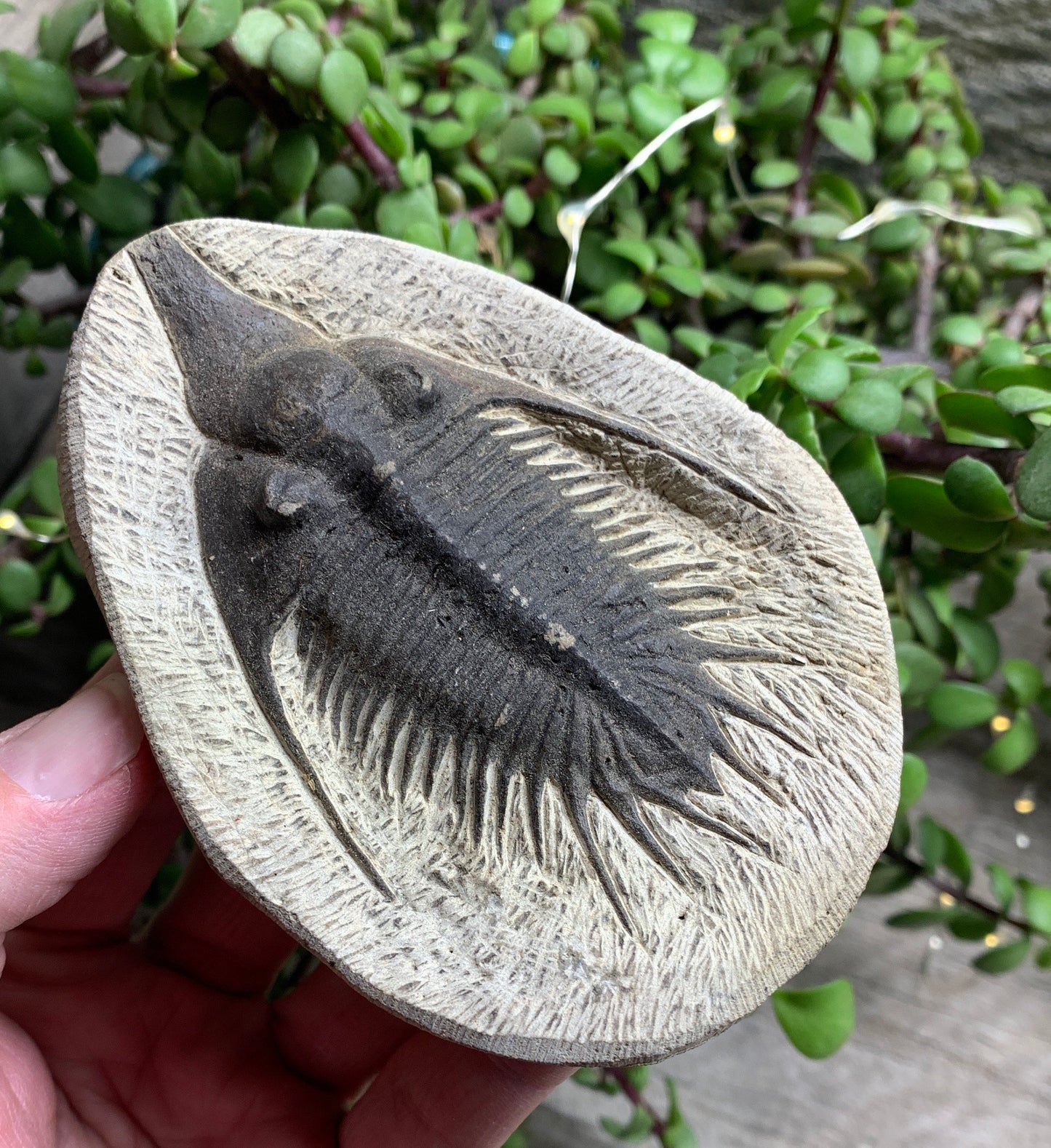 Trilobite Fossil FRE-0102