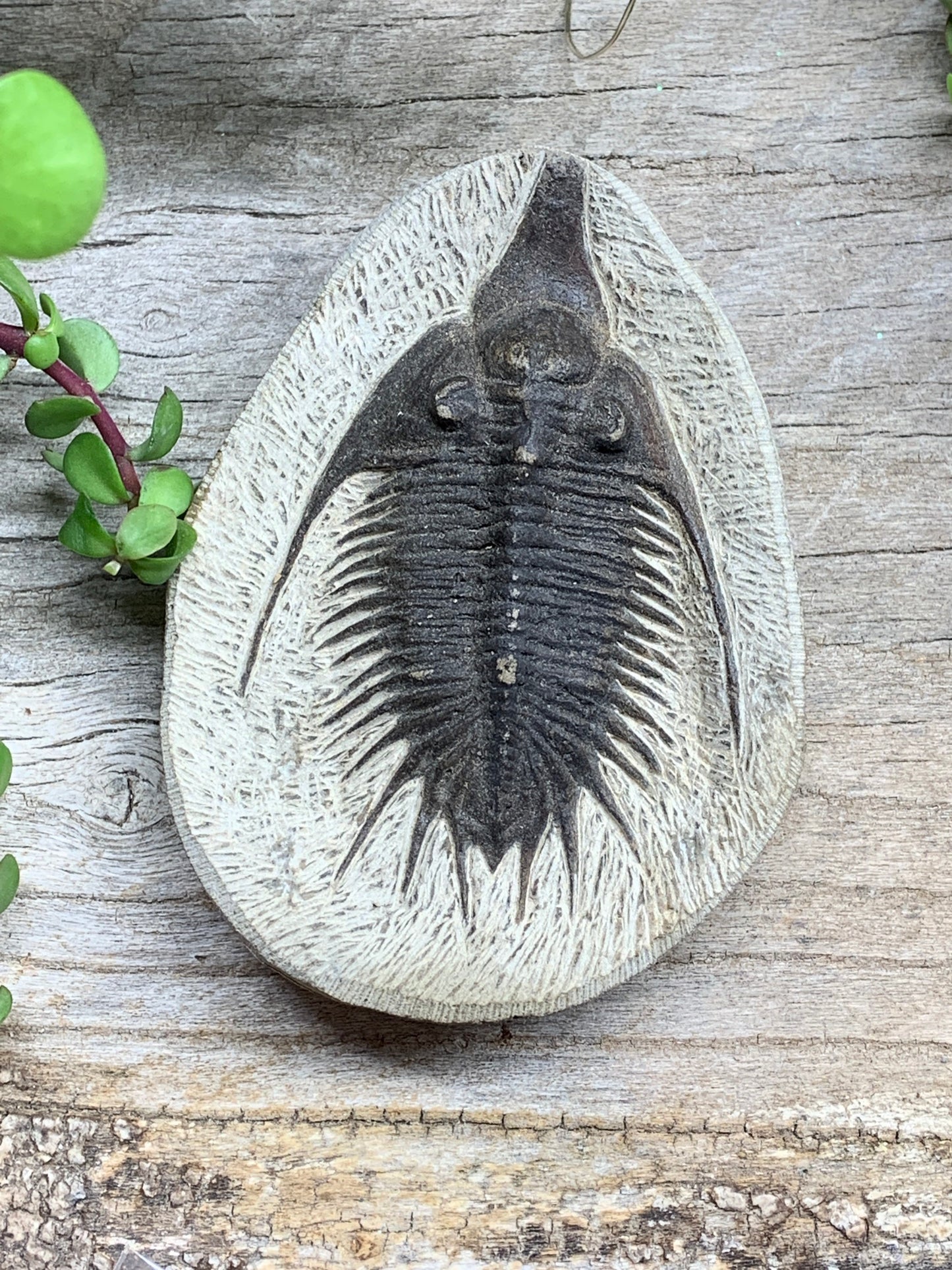 Trilobite Fossil FRE-0102