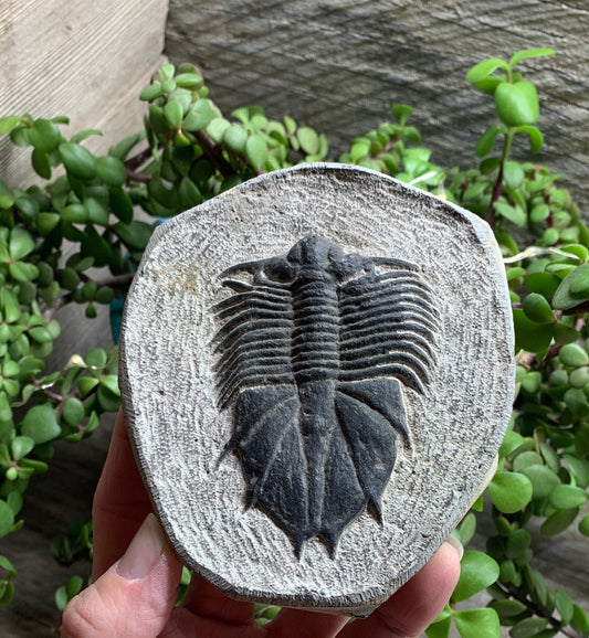 Trilobite Fossil FRE-0082