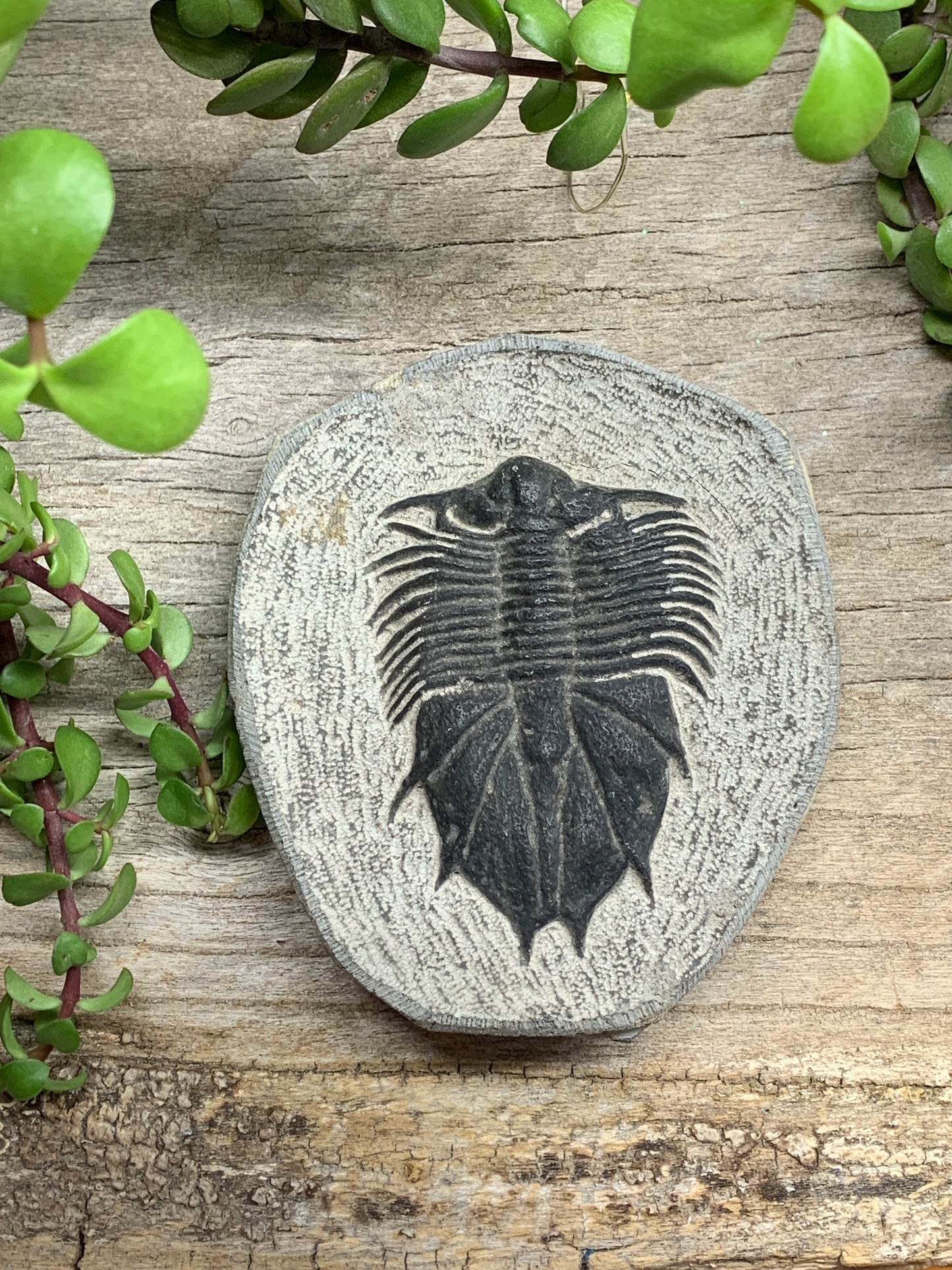 Trilobite Fossil FRE-0082