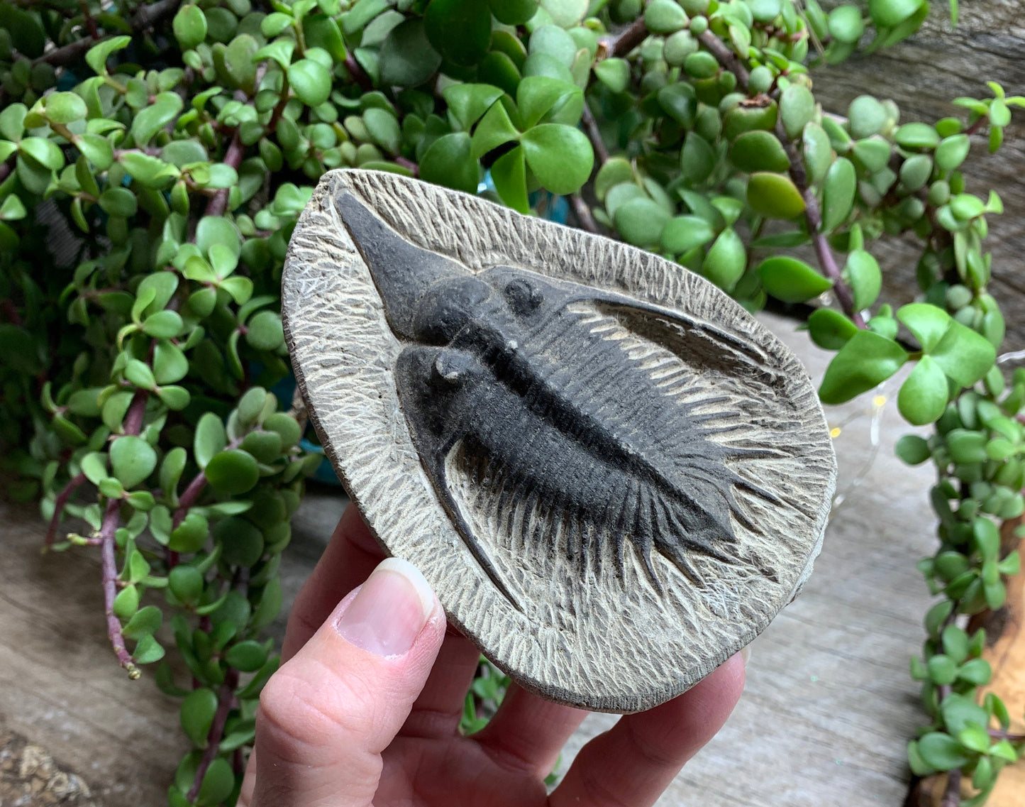 Trilobite Fossil FRE-0085