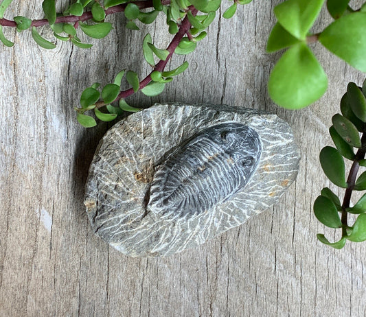 Trilobite Fossil FRE-0087