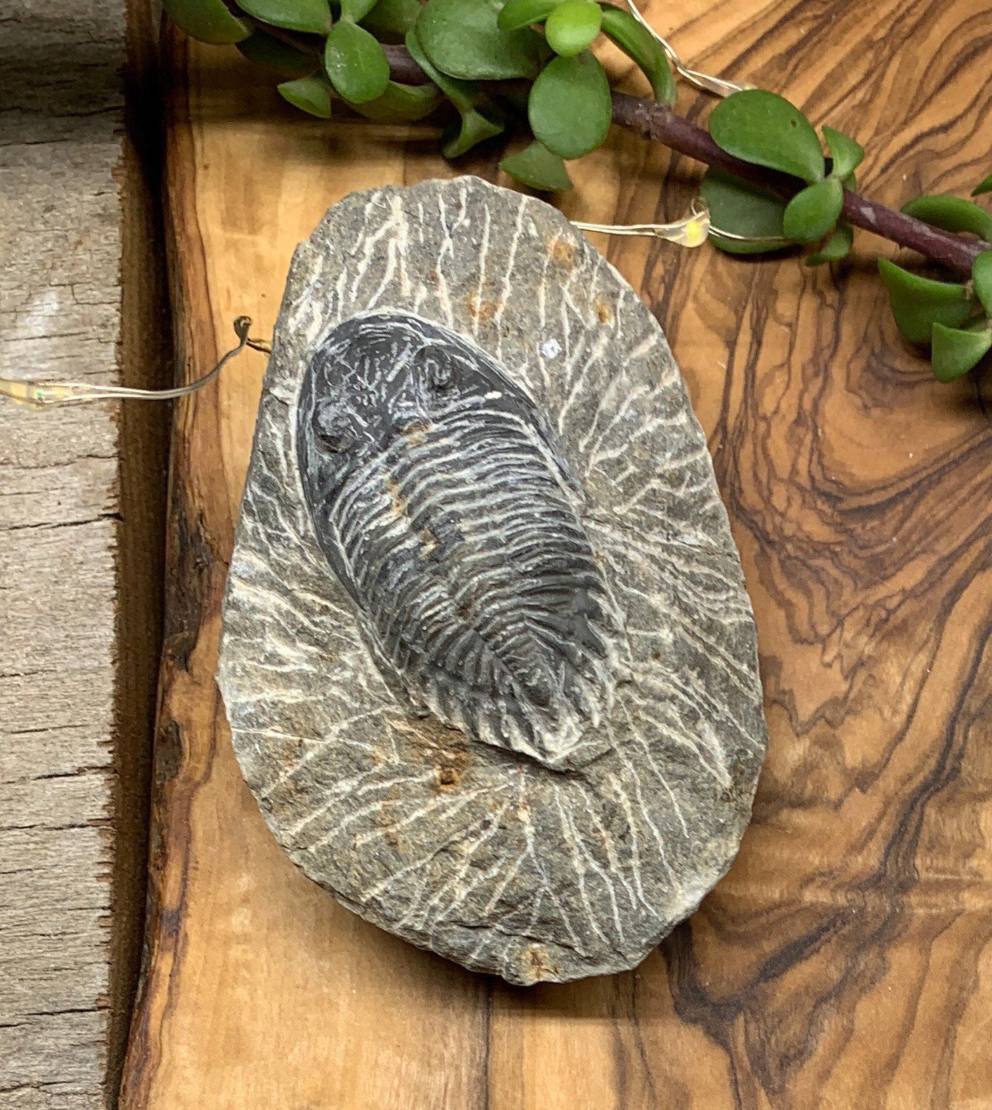 Trilobite Fossil FRE-0087