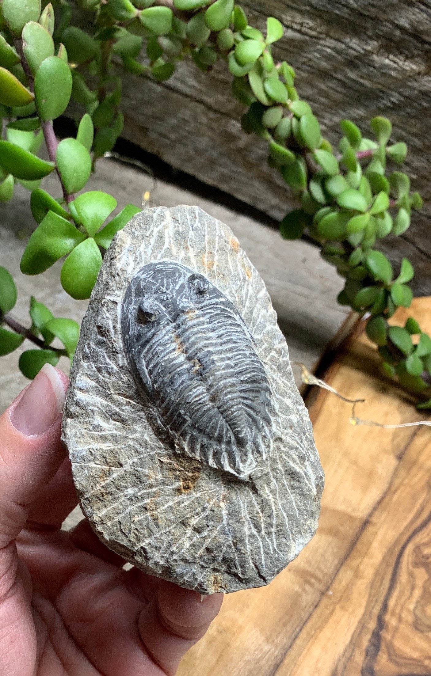 Trilobite Fossil FRE-0087