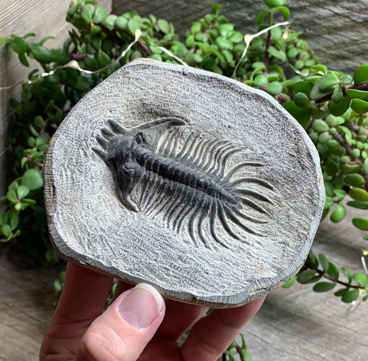 Trilobite Fossil FRE-0084